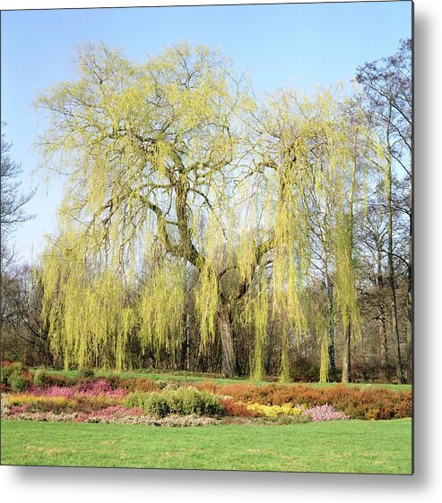 Salix X Chrysocoma Metal Print featuring the photograph Weeping Willow Tree by Anthony Cooper/science Photo Library