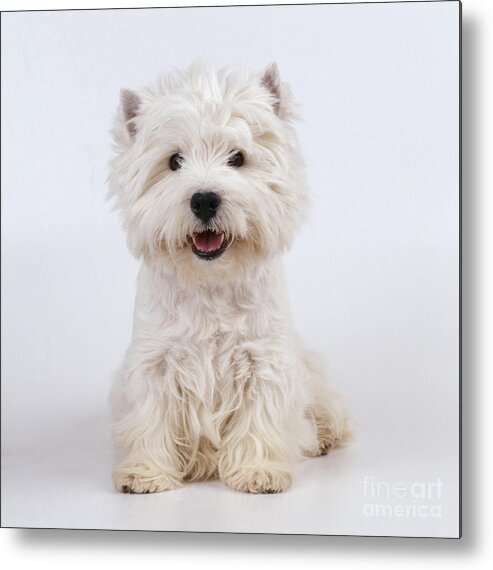 West Highland White Terrier Metal Print featuring the photograph West Highland White Terrier Dog by John Daniels