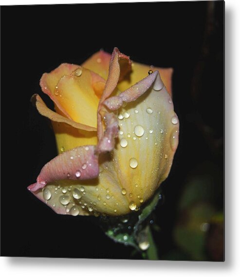 Rose Metal Print featuring the photograph Wet and Wonderful by Judy Hall-Folde