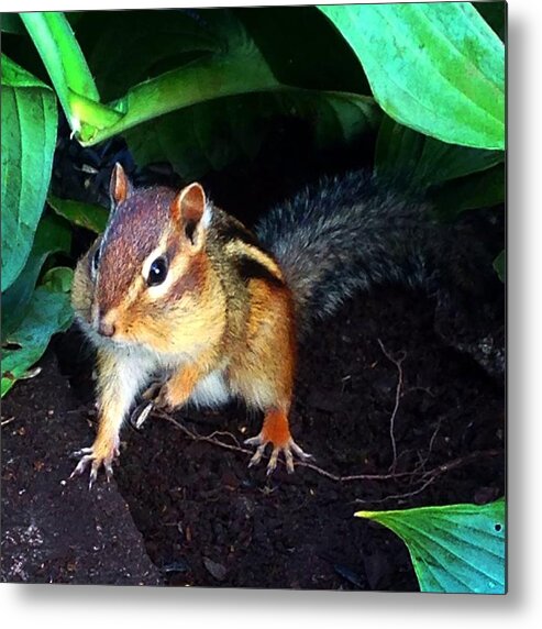 Squirrel Metal Print featuring the photograph What Are You Looking At by Sharon Duguay