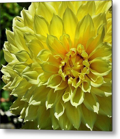 Flowerporn Metal Print featuring the photograph What Do You Know, More Flowers by Dalan Swenson