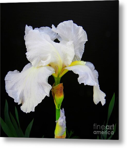 Irises Metal Print featuring the photograph White Bearded Iris by Scott Cameron