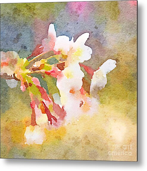 Cherry Blossoms Metal Print featuring the painting White Cherry Blossoms Digital Watercolor Painting 1 by Beverly Claire Kaiya