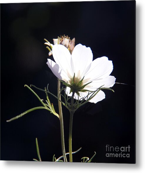 White Flowers Metal Print featuring the photograph White Cosmos by Yumi Johnson