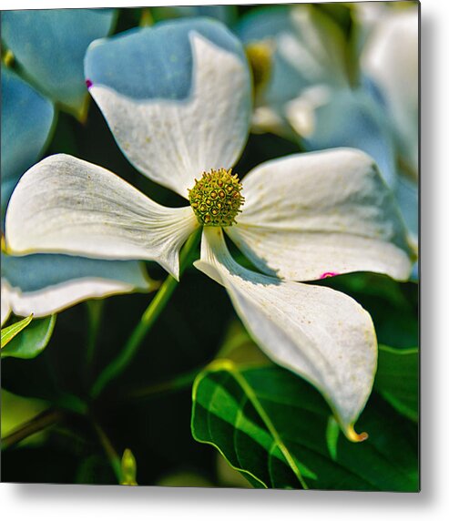 Chanticleer Gardens Metal Print featuring the photograph White Dogwood Flower by Louis Dallara