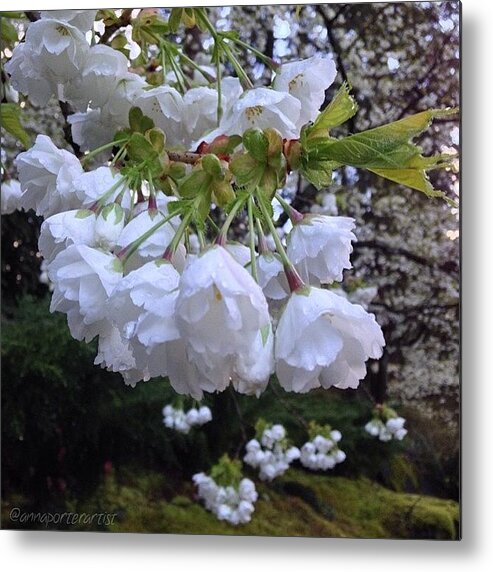 Flowers Metal Print featuring the photograph White Flowering Dogwood and Spring Greens by Anna Porter