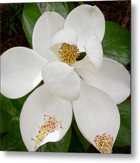 Magnolia Metal Print featuring the photograph White Magnolia by Ann Powell
