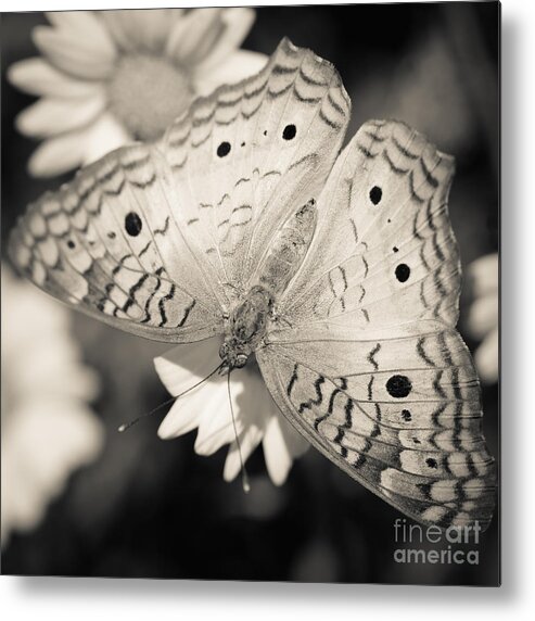 Butterfly Metal Print featuring the photograph White Peacock Butterfly by Tamara Becker
