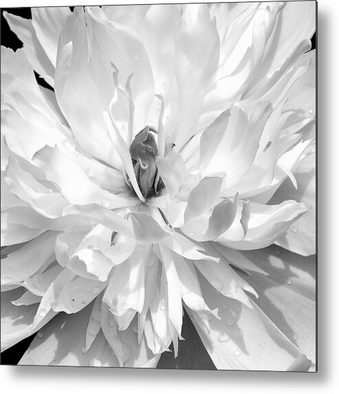 Art Metal Print featuring the photograph White Peony I Black and White by Joan Han