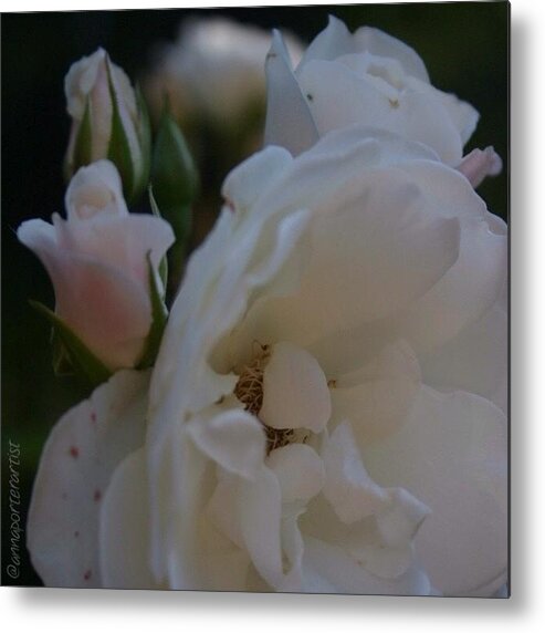 Summer Metal Print featuring the photograph White Roses From My Summer Garden by Anna Porter
