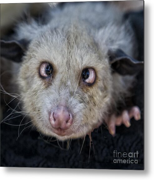 Possum Metal Print featuring the photograph Who You Lookin At by Timothy Hacker