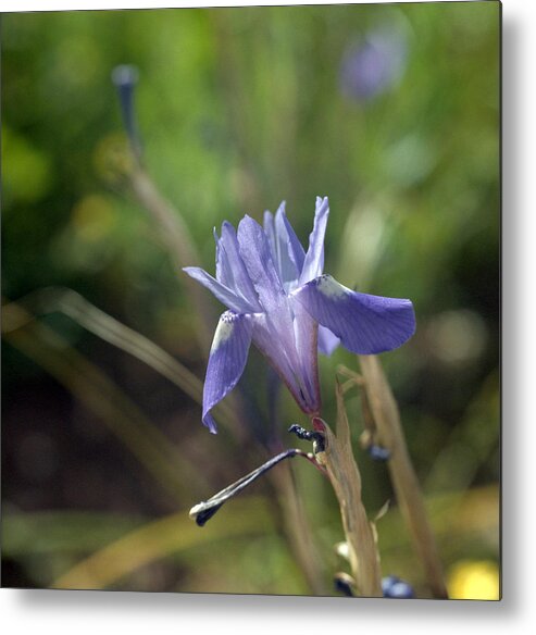 Moraea Mediterranea Metal Print featuring the photograph Wild Cretan iris by Paul Cowan