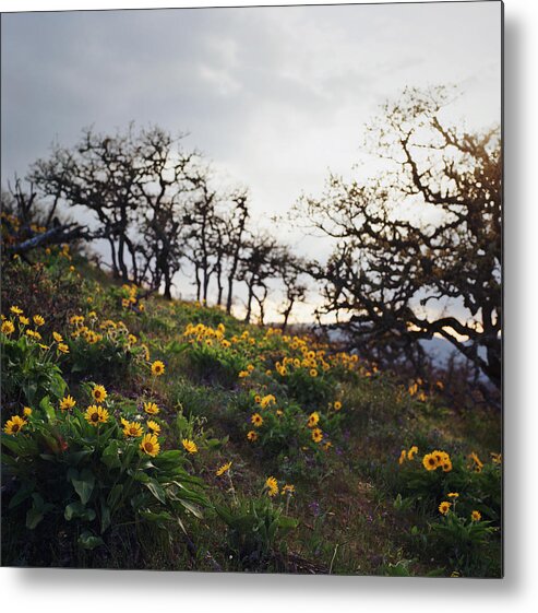 Tranquility Metal Print featuring the photograph Wildflowers And Trees On Stormy Day by Danielle D. Hughson