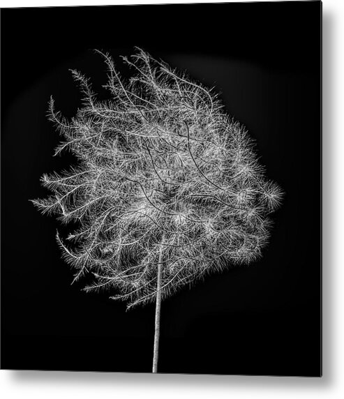 Clemantis Metal Print featuring the photograph Wind in my Face by Eric Bjerke Sr