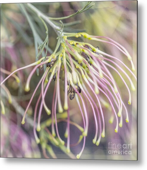 Grevillea Metal Print featuring the photograph Winparra Gem by Linda Lees