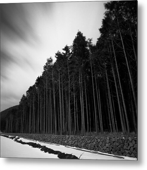 Snow Metal Print featuring the photograph Winter Trees In Je-ju by James Inchol Shin Works