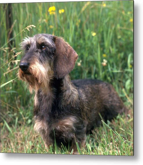 Dachshund Metal Print featuring the photograph Wire-haired Dachshund by Jeanne White