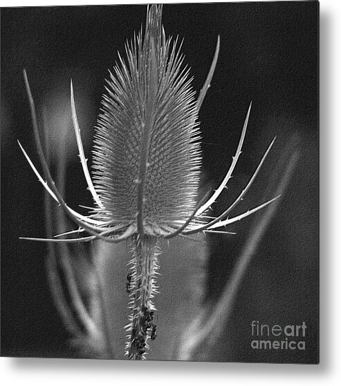 Flower Metal Print featuring the photograph Withered Thistle by Eva-Maria Di Bella