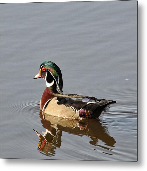 Wood Duck Metal Print featuring the photograph Wood Duck by David Armstrong
