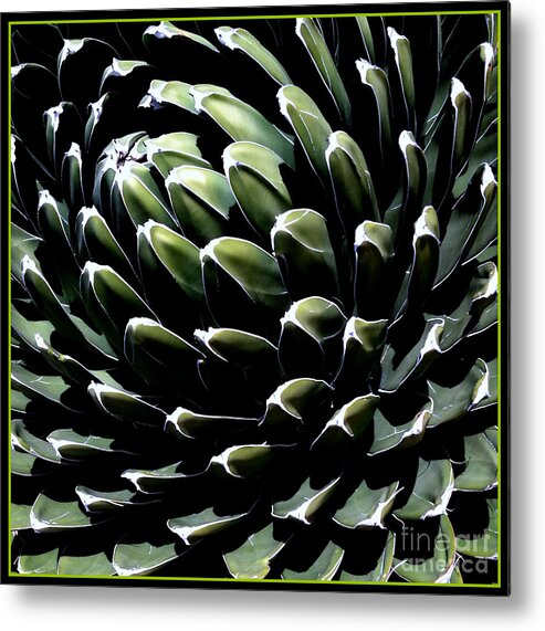 Cactus Metal Print featuring the photograph y OWser two by Marlene Burns