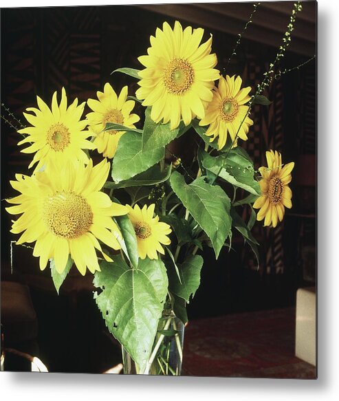 Daisy Metal Print featuring the photograph Yellow Daisies by Horst P. Horst