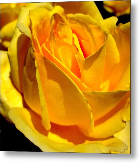 Rose Metal Print featuring the photograph Yellow Rose by Katy Hawk