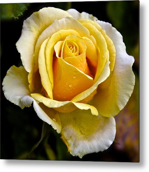 Rose Metal Print featuring the photograph Yellow Rose With Dewdrops by Venetia Featherstone-Witty