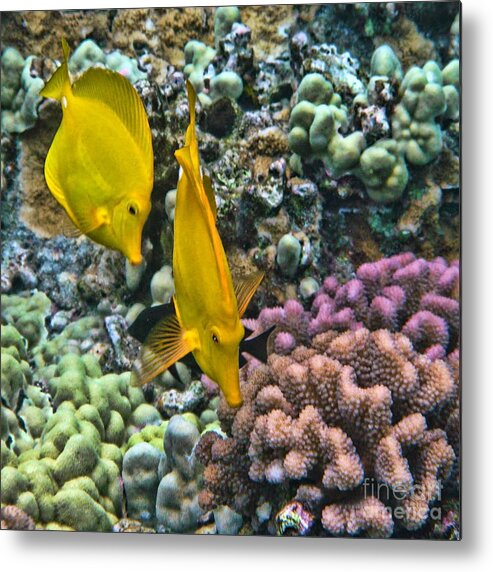 Yellow Tang Metal Print featuring the photograph Yellow Tang Pair by Peggy Hughes