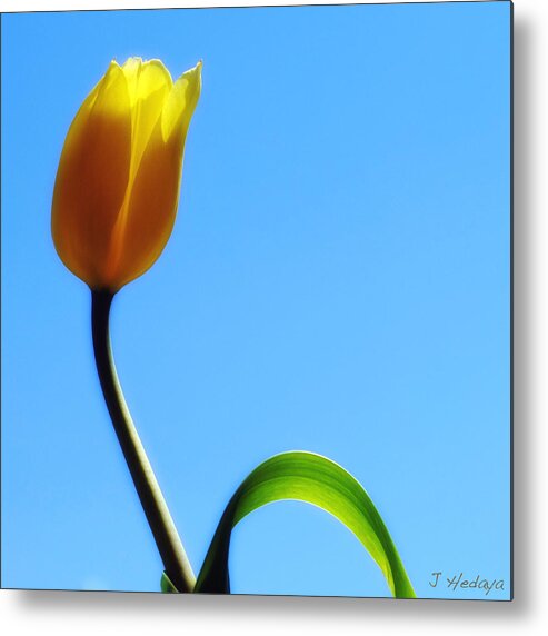 Nature Metal Print featuring the photograph Yellow Tulip Blue Heaven by Joseph Hedaya