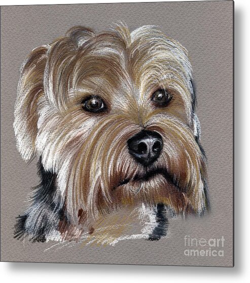 Yorkshire Metal Print featuring the drawing Yorkshire Terrier- drawing by Daliana Pacuraru