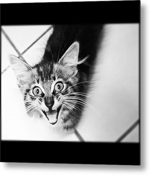 Catsofinstagram Metal Print featuring the photograph Young Munchie by Tonya T