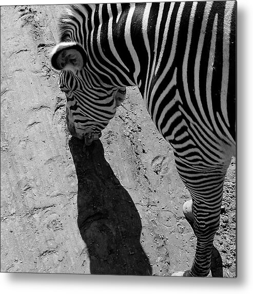 Zebra Metal Print featuring the photograph Zebra by Devin Wensevic