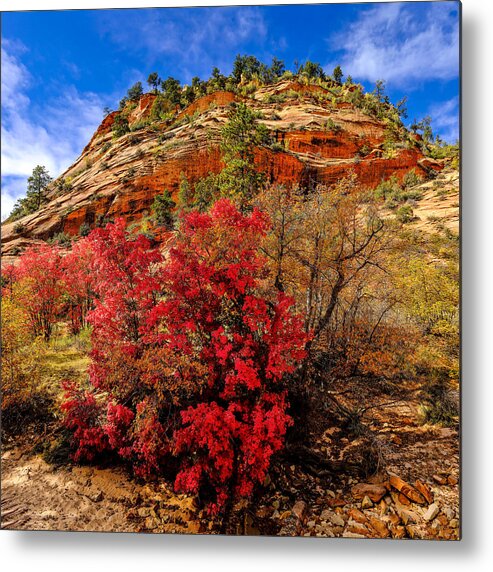 Zion National Park Metal Print featuring the photograph Zion Mountain Maples by Greg Norrell