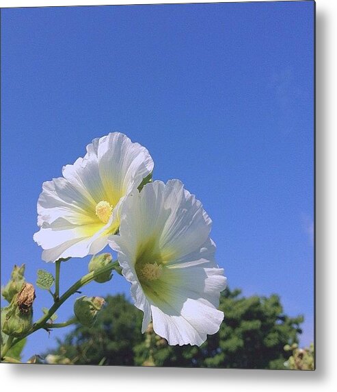 Hana Metal Print featuring the photograph 青空に 白がまぶしい by Satsuki Nakazawa