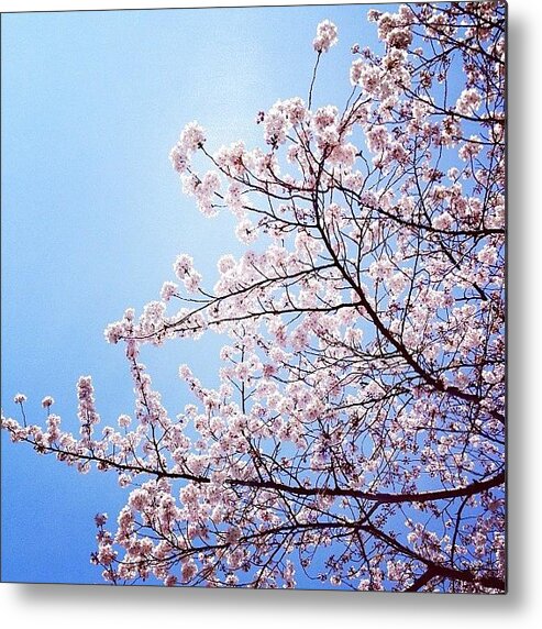 Plant Metal Print featuring the photograph 桜空 #kokohana #hana #flowers #花 by Satsuki Nakazawa