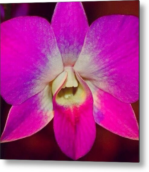 Pink Metal Print featuring the photograph by Tom Gari Gallery-Three-Photography
