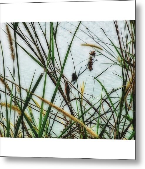 Instasg Metal Print featuring the photograph *่ I Was Trying To Focus On Those Two #1 by Laisser Faire