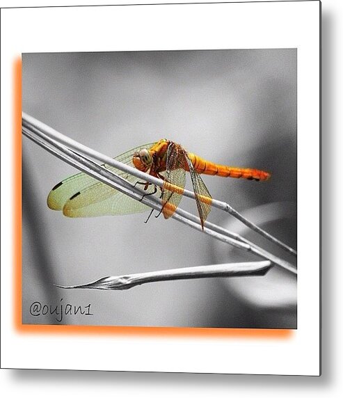 Butterfly Metal Print featuring the photograph A Small Dragonfly On A Stick Of Garden #1 by Ahmed Oujan