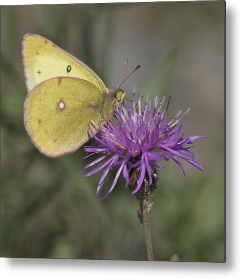 Butterfly Metal Print featuring the photograph Clouded Yellow Butterfly #1 by Cathie Douglas