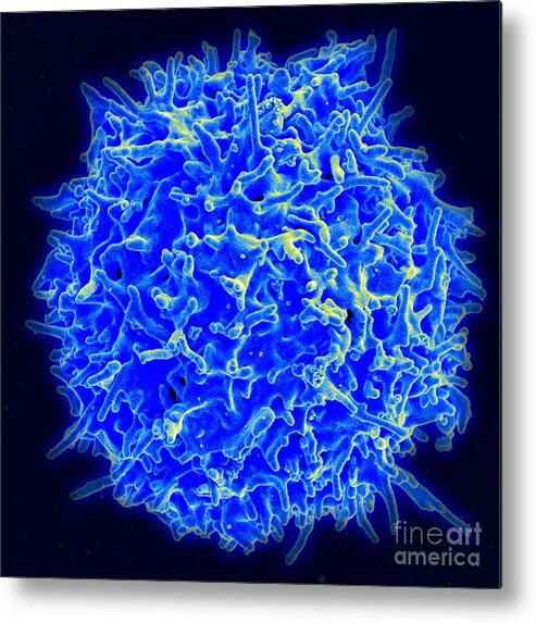 Biology Metal Print featuring the photograph Healthy Human T Cell, Sem by Science Source