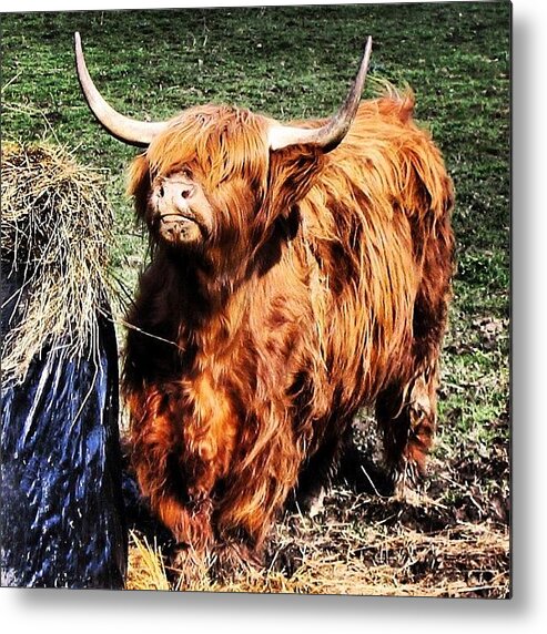 Highlands Metal Print featuring the photograph Highland's Cow #1 by Luisa Azzolini