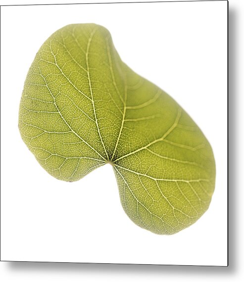 Cercis Siliquastrum Metal Print featuring the photograph Judas Tree Leaf (cercis Siliquastrum) #1 by Cristina Pedrazzini