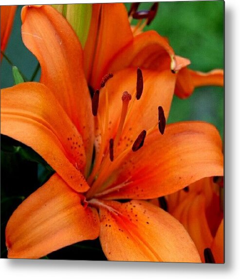  Metal Print featuring the photograph Lily I #1 by James Granberry