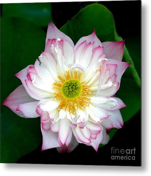 Floral Metal Print featuring the photograph Lotus #1 by Mark Gilman