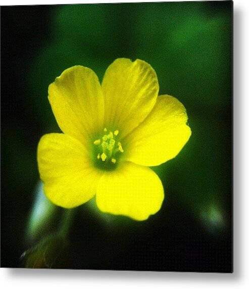 Alfalfa Metal Print featuring the photograph #lucerne #yellow #alfalfa #flower #1 by Jason Fang