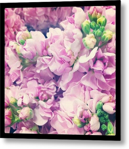 Pink Metal Print featuring the photograph Pink Petals #1 by Kristina Parker