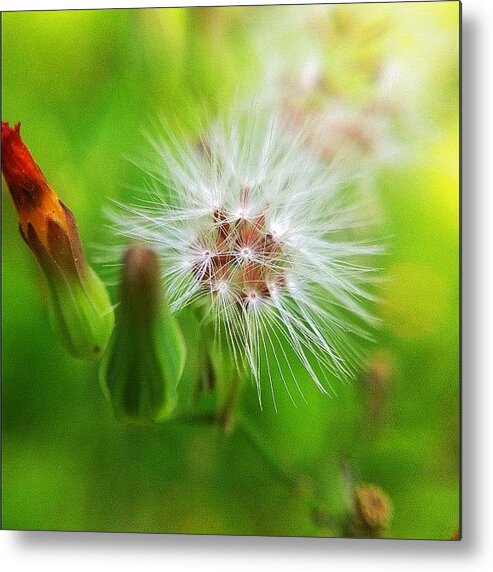 Macrogardener Metal Print featuring the photograph #plants #nature #hangzhou #gang_family #1 by Jason Fang