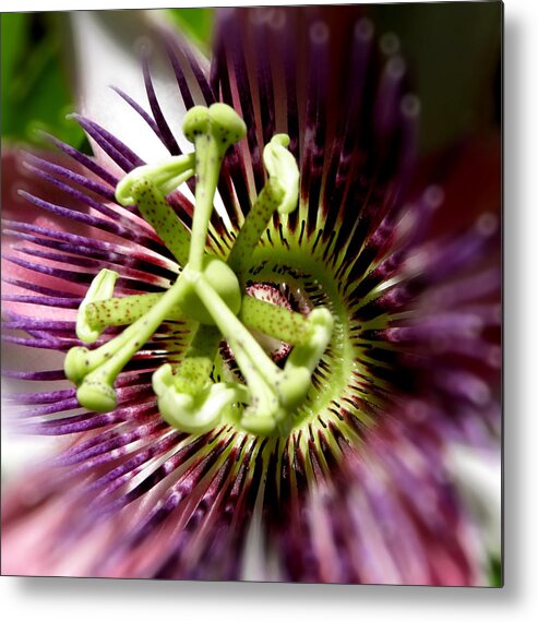 Passion Flower Metal Print featuring the photograph Purple Passion #1 by Kim Galluzzo