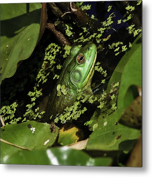 Kenilworth Aquatic Park Metal Print featuring the photograph Rana clamitans or Green Frog #2 by Perla Copernik