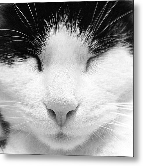 Cats Metal Print featuring the photograph Tier #1 by Rachel Williams